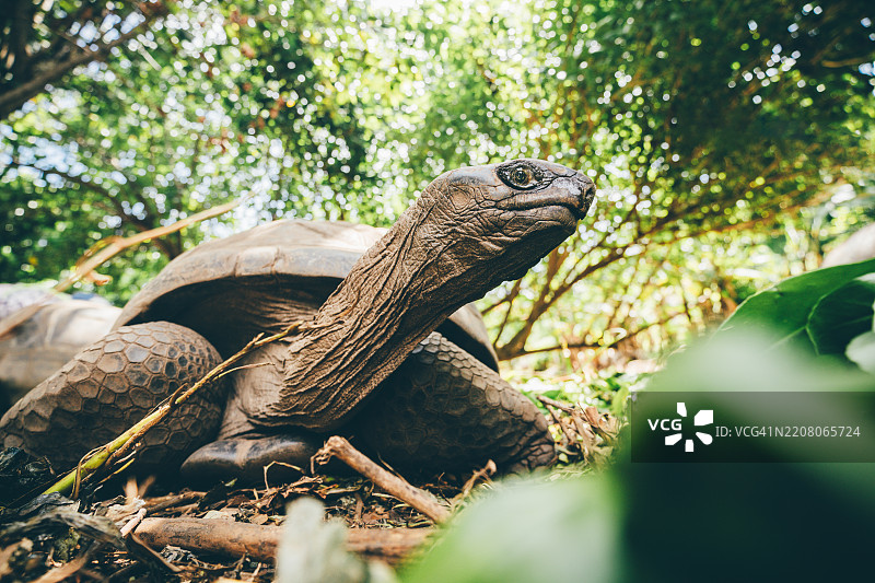 塞舌尔巨龟。图片素材