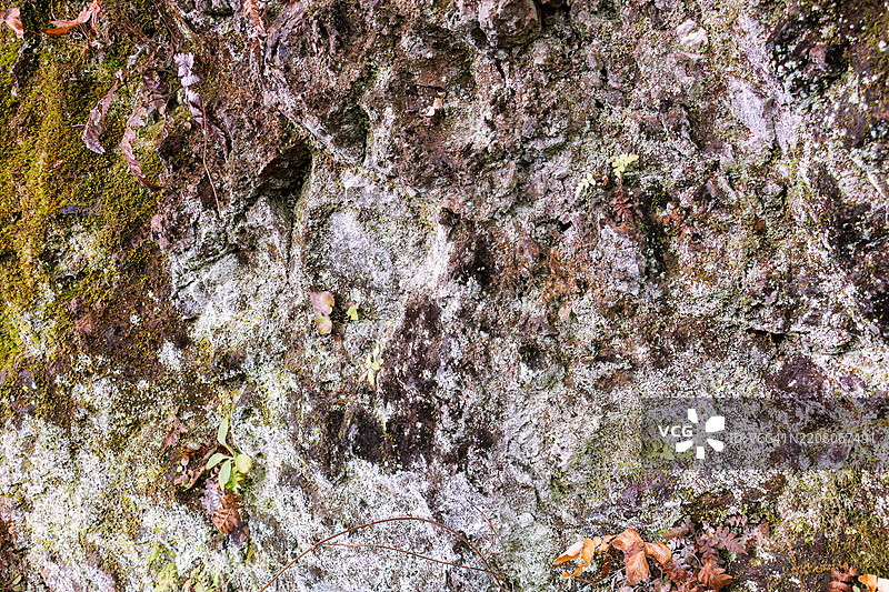 悬崖岩石上的真菌。图片素材