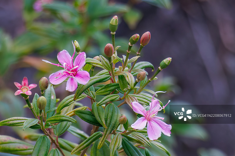 美丽的夜公主花，紫葳科。图片素材