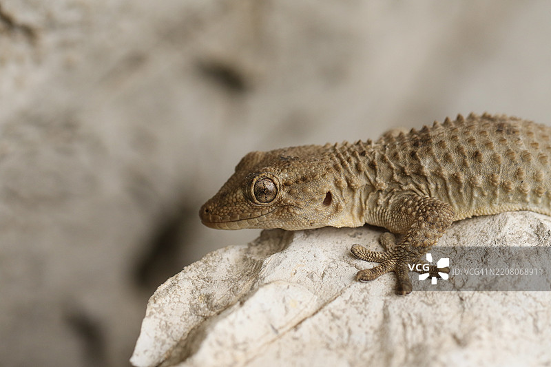 摩尔蜥蜴（Tarentola mauritanica）在岩石上享受阳光。图片素材