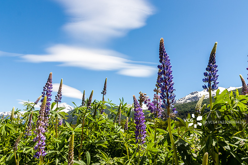 纳韦尔胡阿皮国家公园的狼毒花图片素材