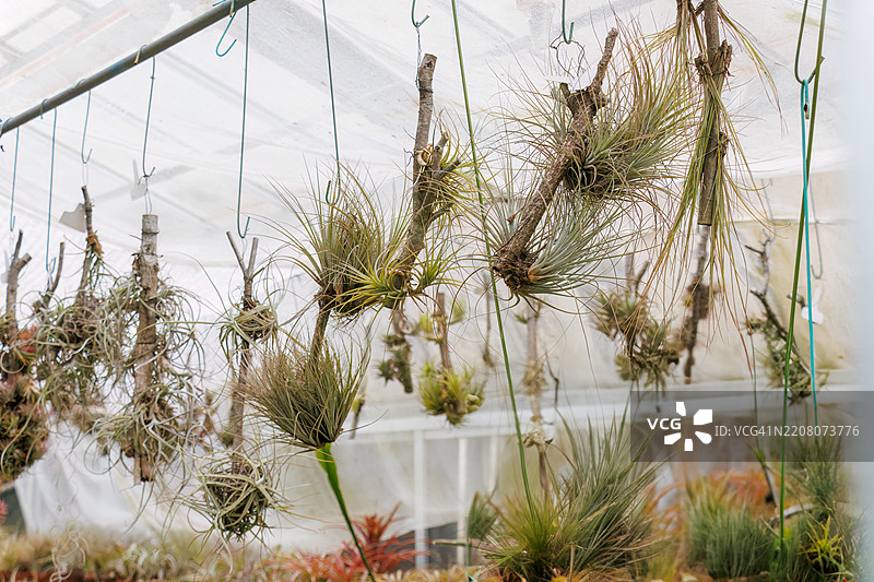 美丽的西班牙苔藓,西班牙苔藓(Tillandsia usneoides)。空气植物。美丽的西班牙苔藓(空气植物)Tillandsia spp,菠萝科。图片素材