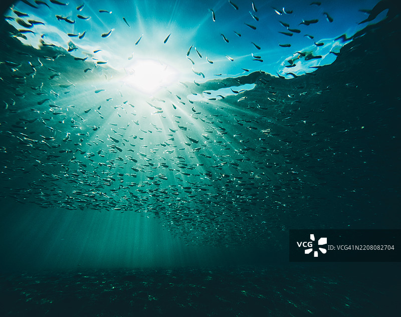 一群小鱼在水下游动。图片素材