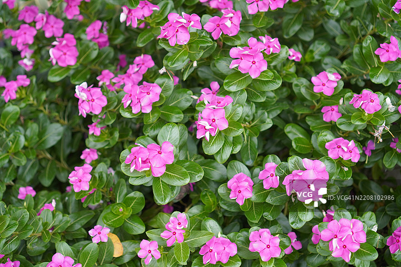 深粉色的卡耶恩茉莉花、长春花、玫瑰长春花、马达加斯加长春花、长春花，属于夹竹桃科，春天在花园中与模糊的自然背景相映衬，西印度长春花，马达加斯加长春花。图片素材