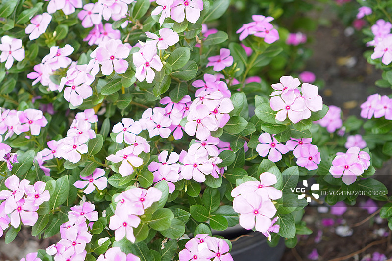 卡宴茉莉，长春花，玫瑰花，马达加斯加长春花，长春花，夹竹桃科的花朵，深粉色，春天的花园，自然背景模糊，西印度长春花，马达加斯加长春花图片素材