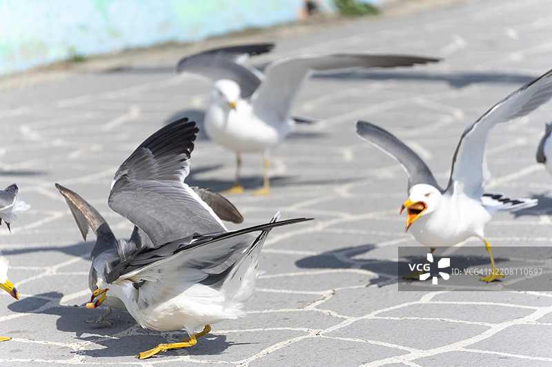 海鸥在铺砌的地面上争抢食物图片素材