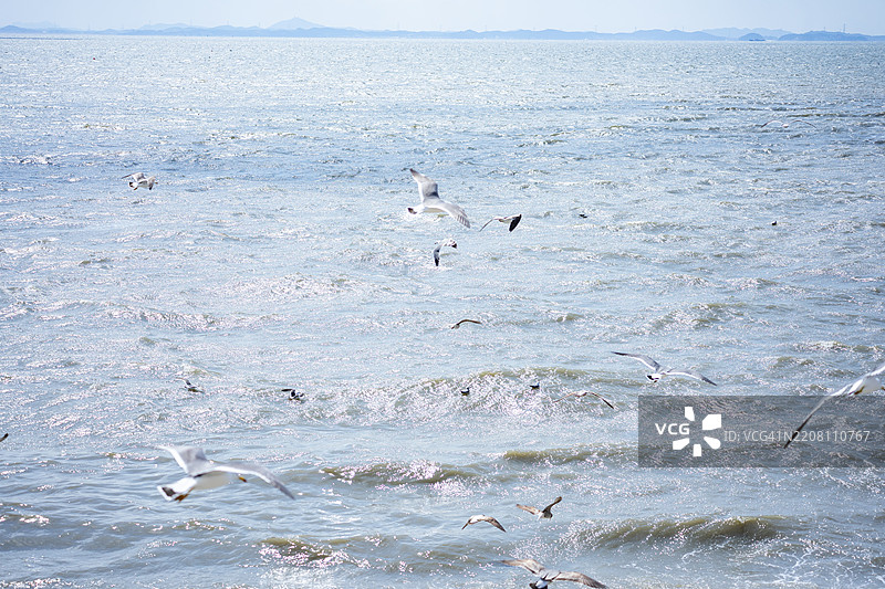 野生动物场景：湖面上飞翔的海鸥。图片素材