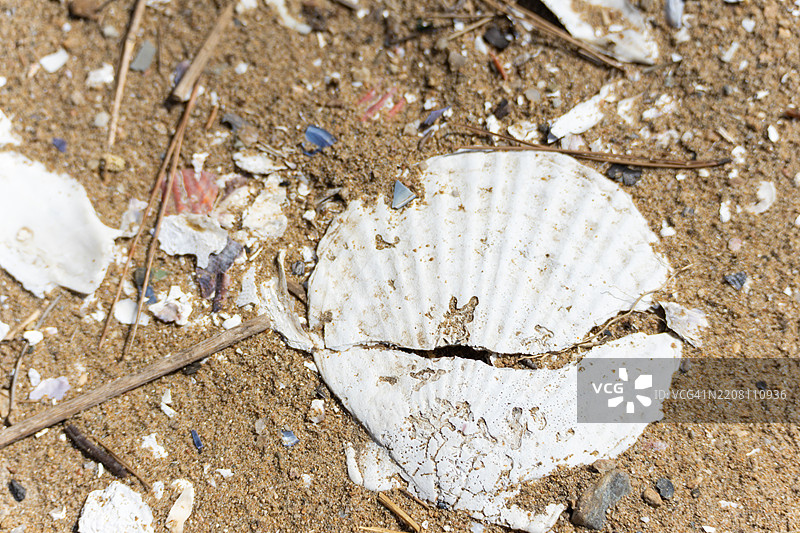 破碎的白色海贝壳在沙滩上——海岸的衰败与自然之美。图片素材