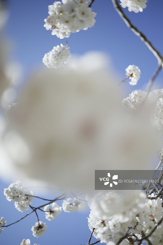 春天的花朵图片素材
