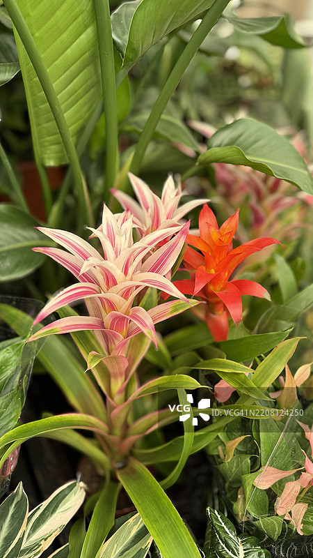 盛开的红星（Guzmania lingulata）植物特写图片素材