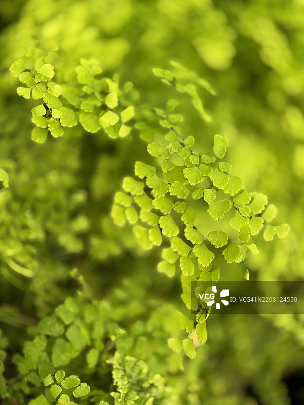 德尔塔梅登海德蕨（Adiantum Radfianum）特写图片素材