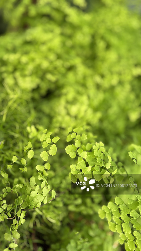 德尔塔梅登海德蕨（Adiantum Radfianum）特写图片素材