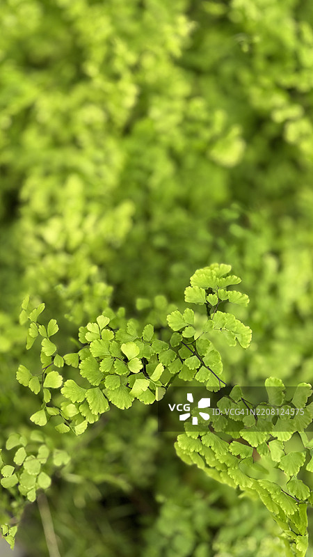 德尔塔梅登海德蕨（Adiantum Radfianum）特写图片素材