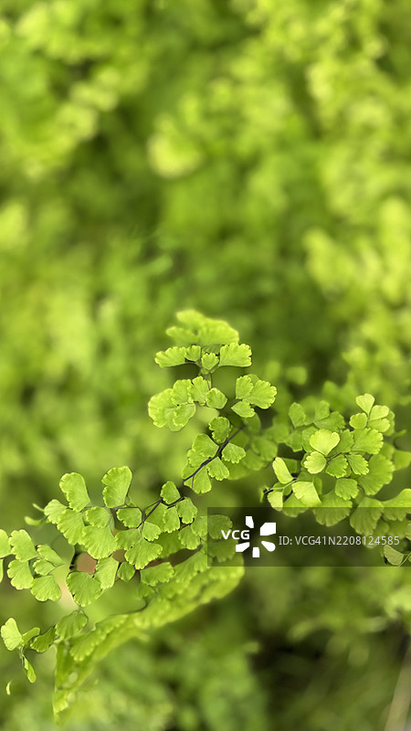德尔塔梅登海德蕨（Adiantum Radfianum）特写图片素材