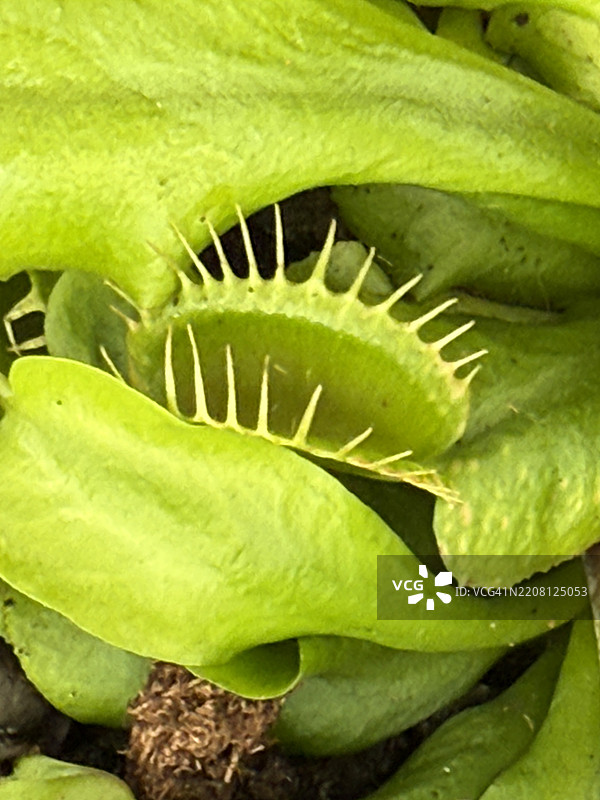 捕蝇草植物（Dipnaea muscipula）特写镜头图片素材