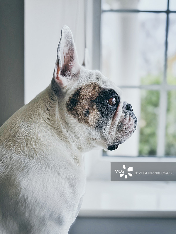 一只法国斗牛犬的侧面，正望着窗外。图片素材