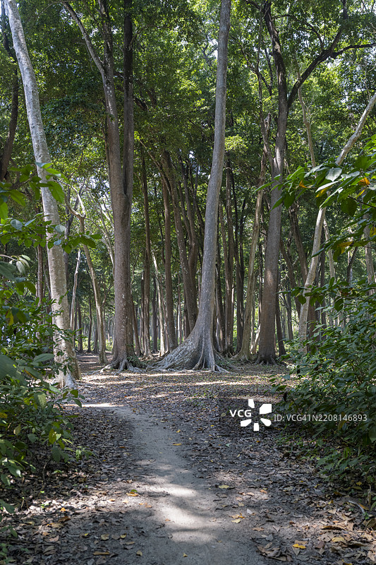哈维洛克岛拉丹那海滩的安达曼黄檀树森林小径图片素材