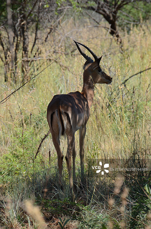侧面视角的鹿站在田野上图片素材