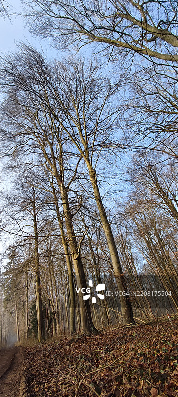 秋天森林中的树木图片素材