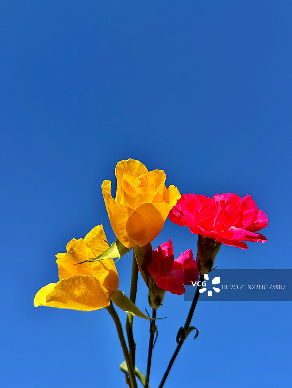 低角度视图的开花植物与蓝天，英国，英国图片素材