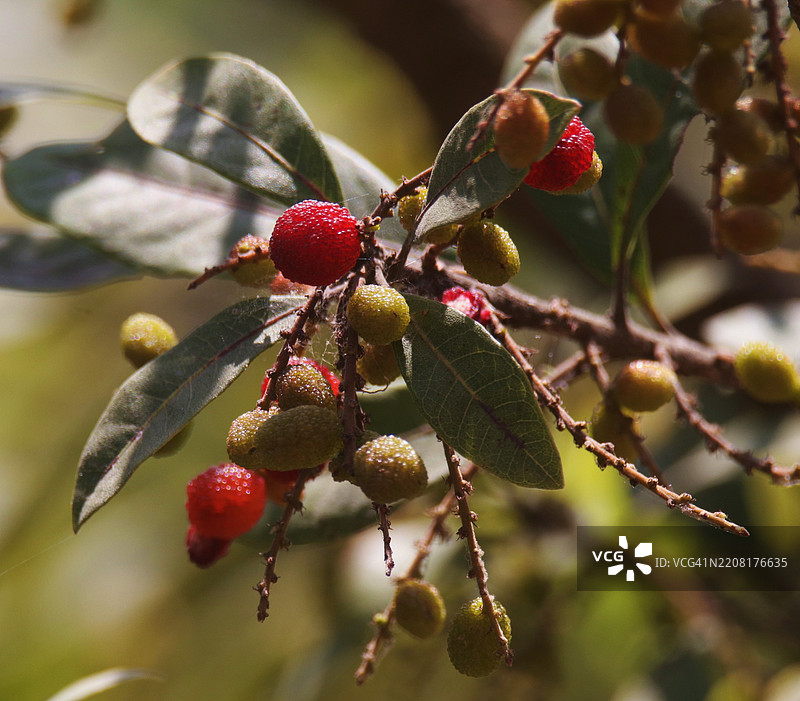 树上生长的浆果特写图片素材