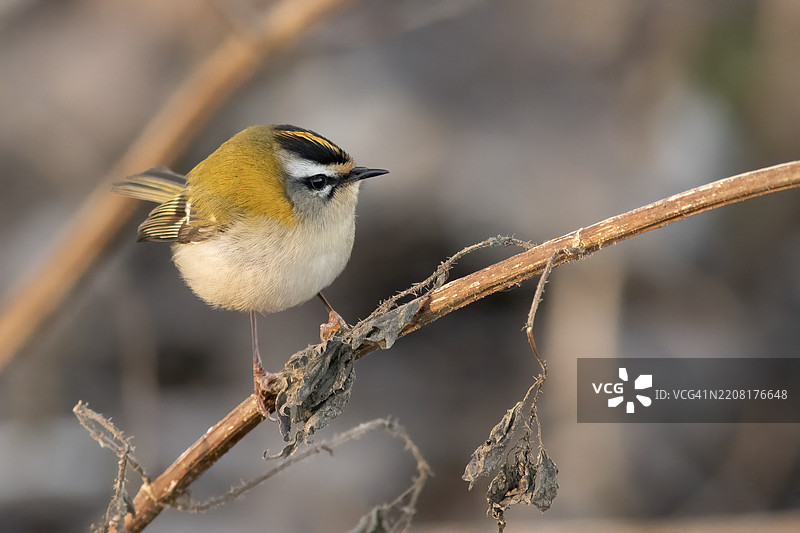 黄鹂鸟栖息在树枝上的特写镜头图片素材