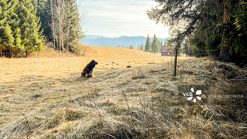 侧面视角的狗坐在草地上，背景是天空图片素材