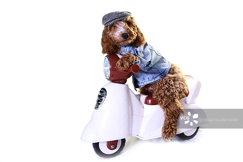 摩托车小子贝利，考卡犬图片素材