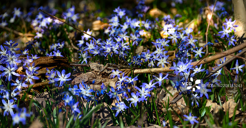 森林地面上盛开着大量蓝色花朵图片素材