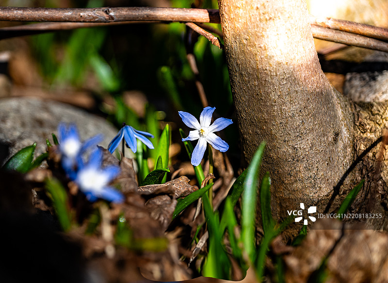 后面的单朵蓝色花朵是焦点。图片素材