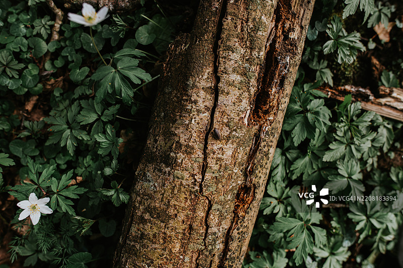 自然森林环境中，阳光明媚下，绿色植物间有一根木头和小白花。图片素材
