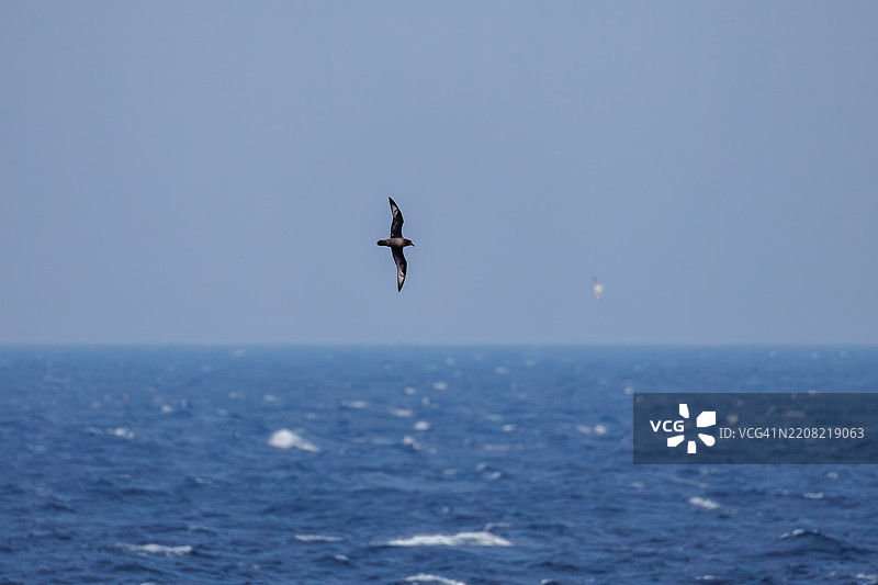 一只美丽的短尾海燕，属于鸻科，在水面上飞翔。图片素材