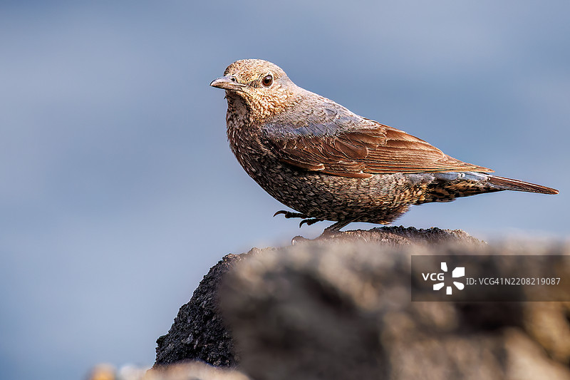 美丽的蓝岩鹨(Monticola solitarius,贝维克的知更鸟科)拍打着翅膀飞出。日出时分的底古港和底古海滩。八丈岛,伊豆群岛,东京 - 2025年3月2日。图片素材