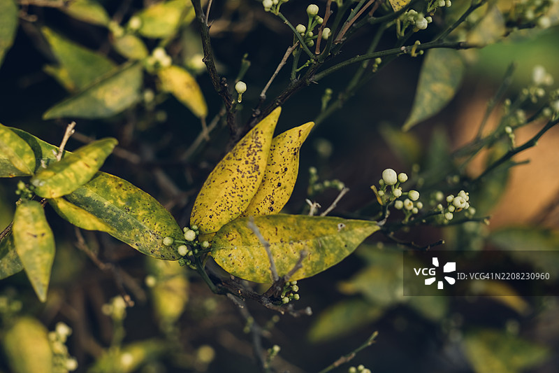 果园中的柑橘树受到真菌点病的影响。特写镜头显示植物上带有黑色斑点的病变黄色叶子和白色花蕾。自然光突显了植物感染的迹象。图片素材