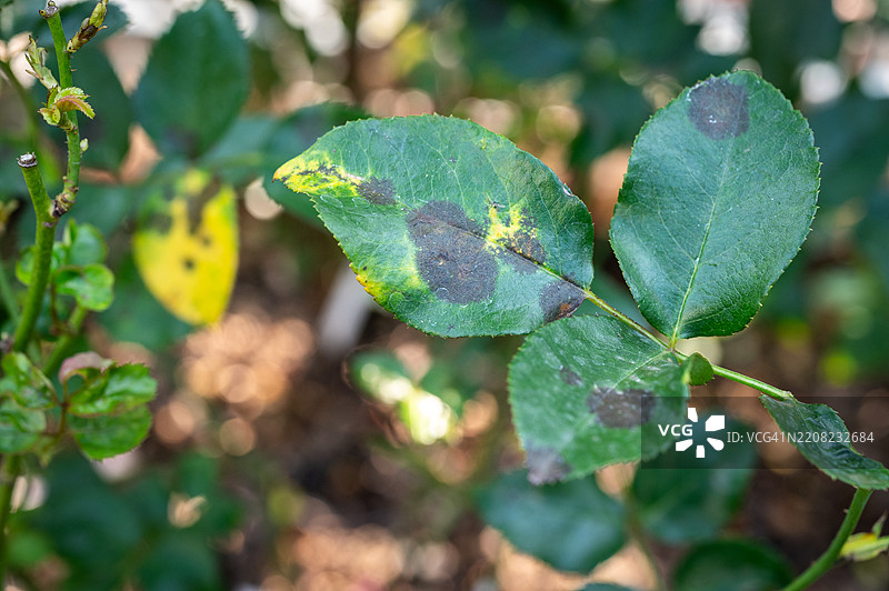 玫瑰叶子上的黑斑问题。黑斑是一种影响玫瑰的真菌病（Diplocarpon rosae）。图片素材