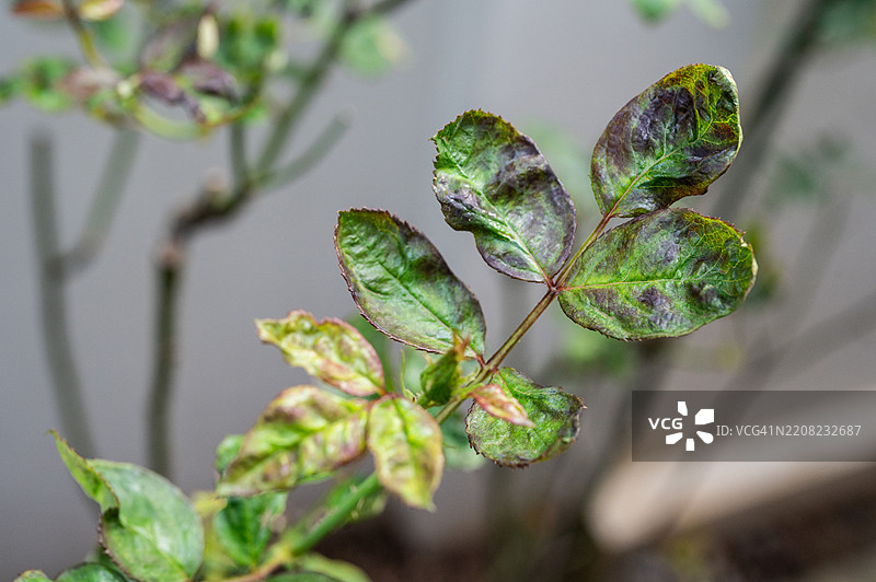 玫瑰叶子因热而变黑的特写镜头。图片素材