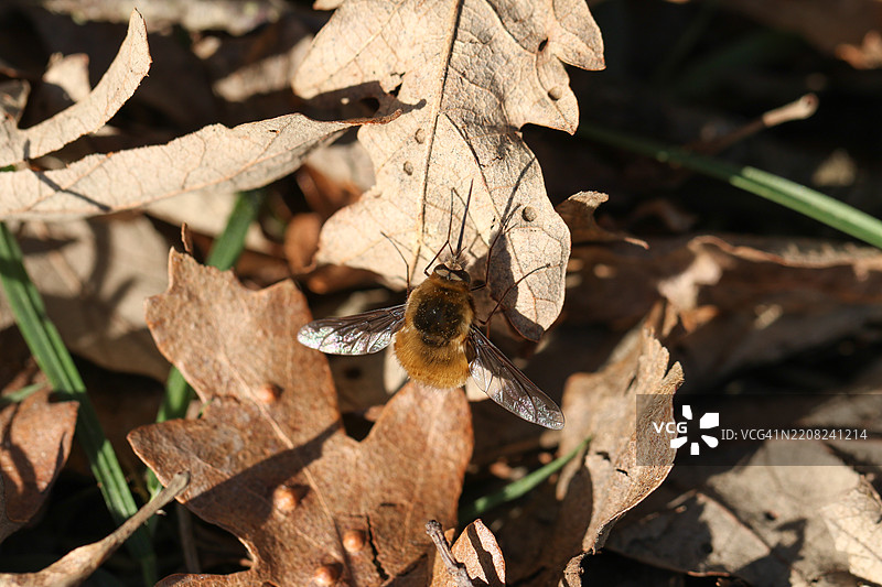 一只黑边蜜蝇（Bombylius major）在林地的叶子上休息。图片素材