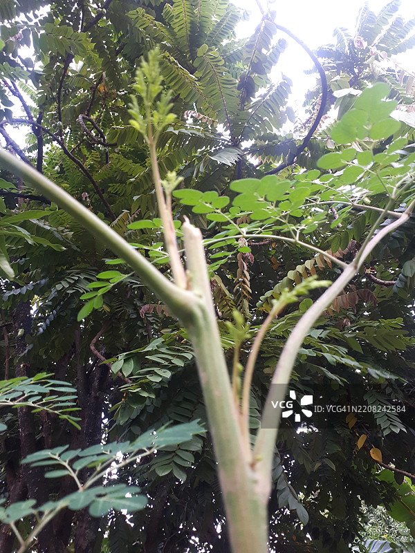 辣木树苗与新生长的枝叶图片素材