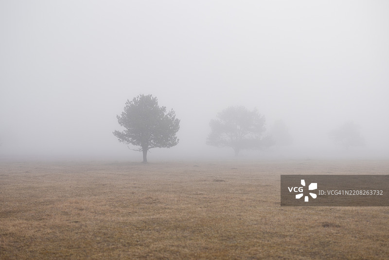 森林中的雾图片素材