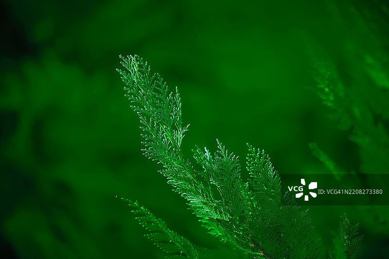 绿色蕨类植物叶子特写，背景为鲜艳的绿色图片素材