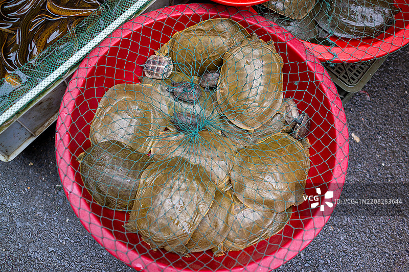 街市上出售的塑料盆中的软壳龟图片素材