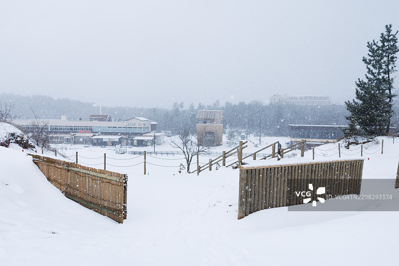鸟取沙丘旁的保护林图片素材