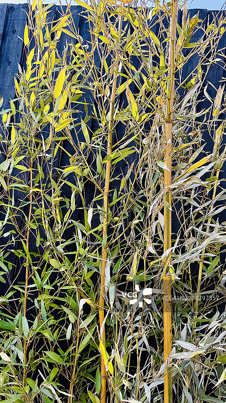 金竹（Phyllostachys aurea）特写图片素材