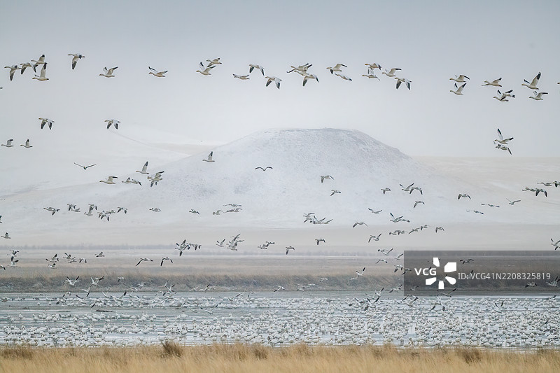 大量雪雁在美国蒙大拿州乔托的弗里兹奥特野生动物保护区日出时起飞图片素材