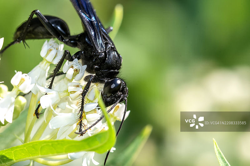 昆虫在花朵上的特写，芝加哥，伊利诺伊州，美国图片素材