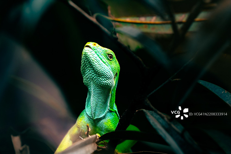 蛇的特写镜头图片素材