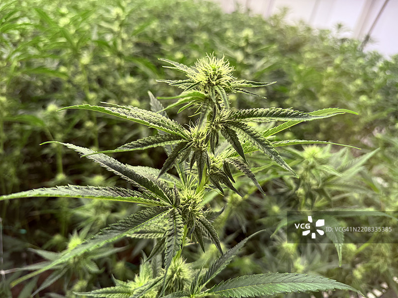 大麻植物特写，华盛顿州斯波坎，美国图片素材