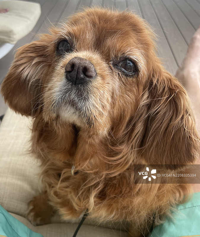 近距离拍摄的腊肠犬查尔斯王小猎犬，位于新泽西州海洋城，美国图片素材
