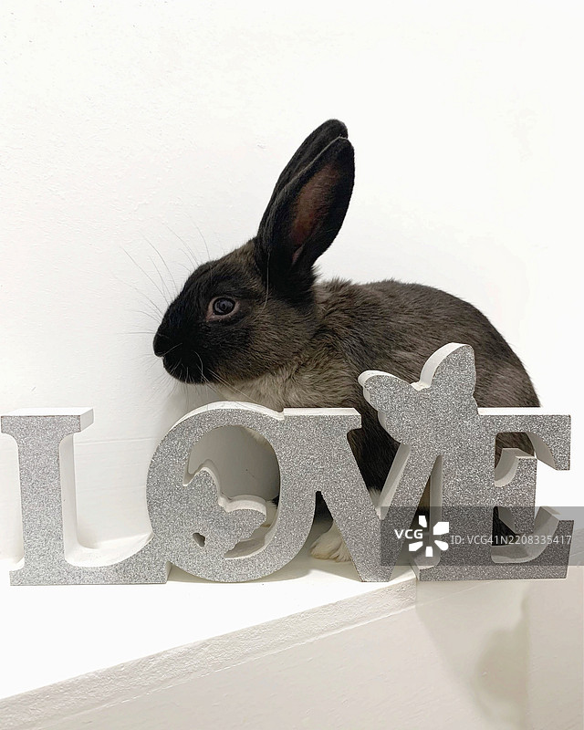 白色背景下兔子的特写与文字图片素材