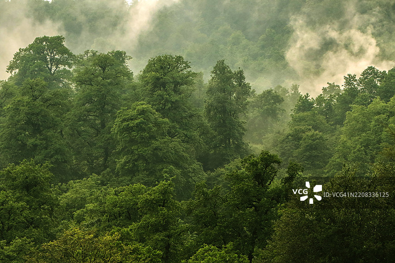 森林中的树木图片素材
